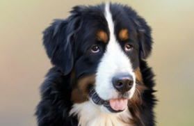 A Bernese mountain dog