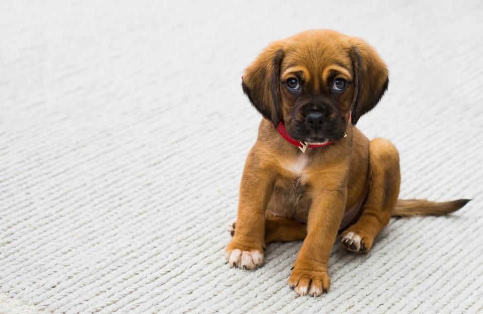 A puppy with a red collar sitting on a carpet