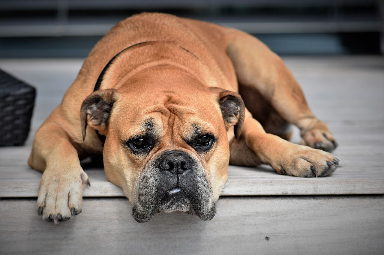 A bulldog lying on a wooden deck