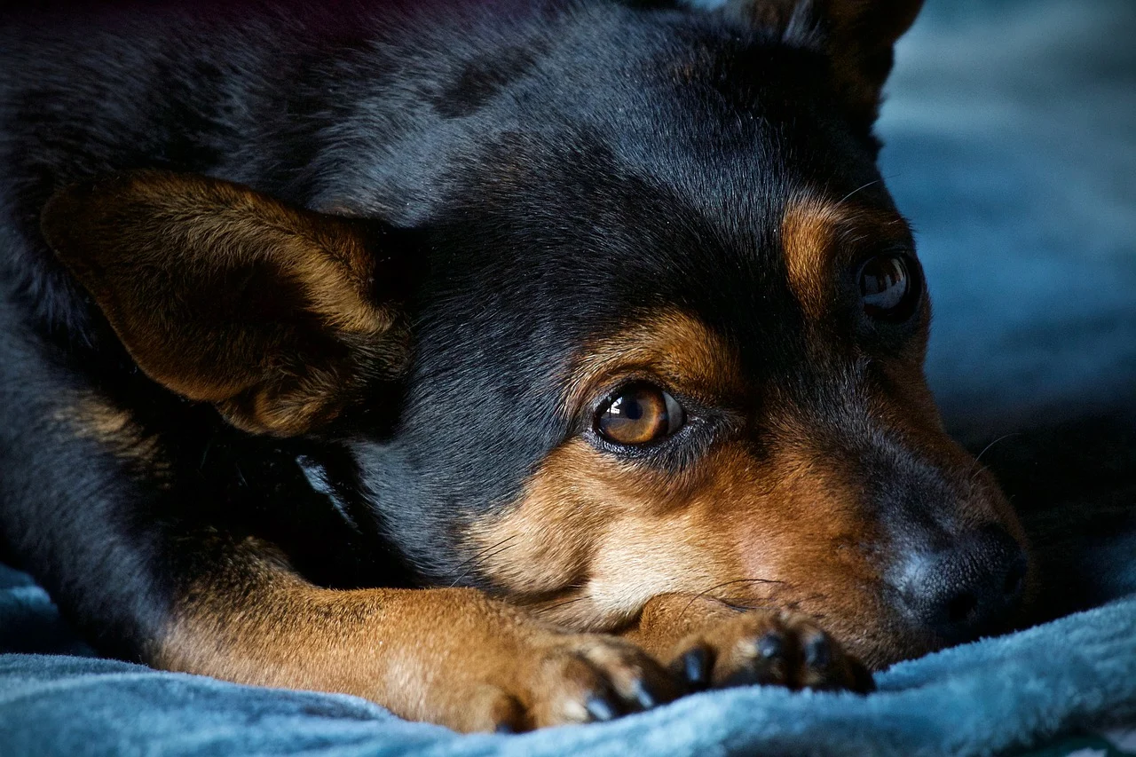 A black and tan dog resting on a blanket