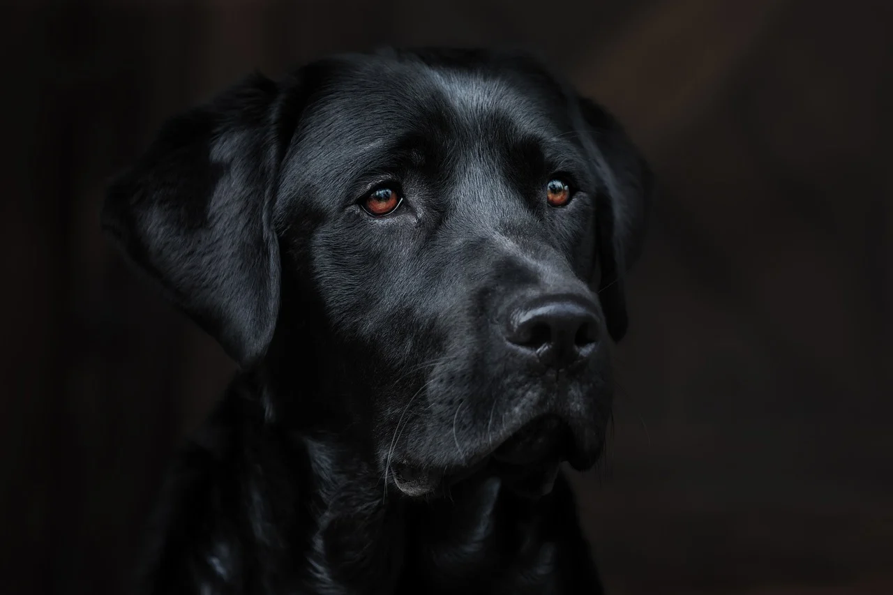 A black Labrador