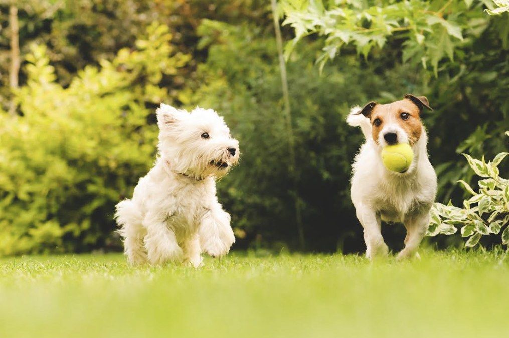 Two small dogs playing with a ball in the grass