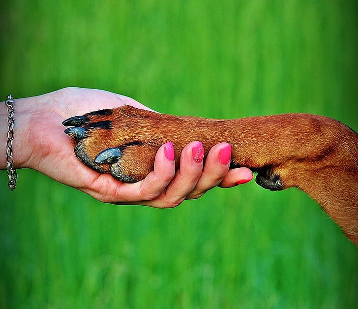 A person holding a dog’s paw