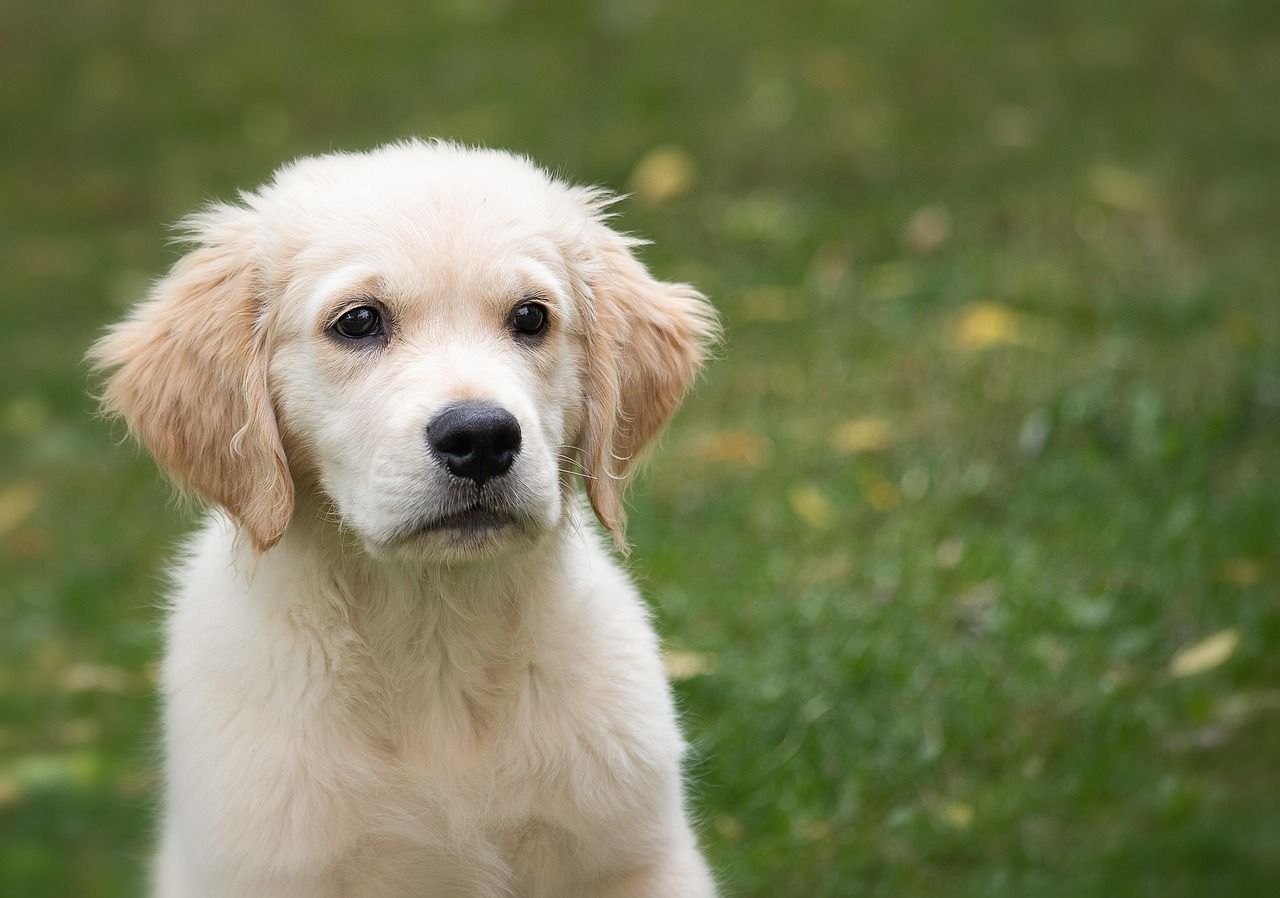 A golden retriever puppy sitting in the grass