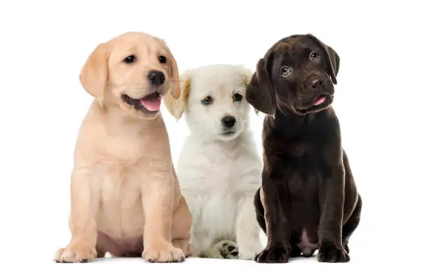 Three puppies sitting together