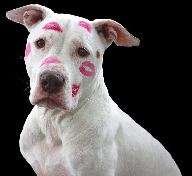 A white dog covered in lipstick kisses